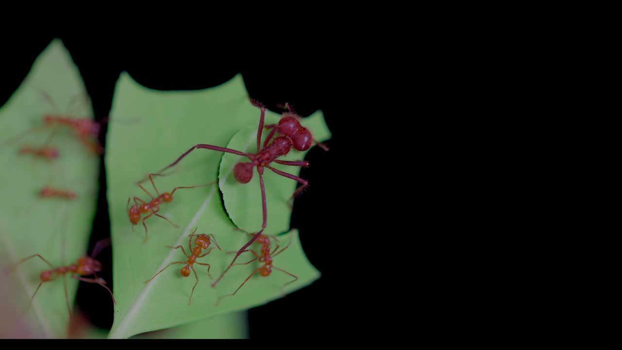 Macro footage of a leafcutter ant soldier, Atta cephalodes, cutting a leaf while assisted by smaller worker ants. A solid black background creates striking contrast and highlights cooperative insect b