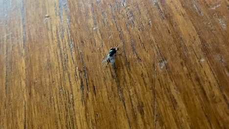 a fly skitters around on a wooden table