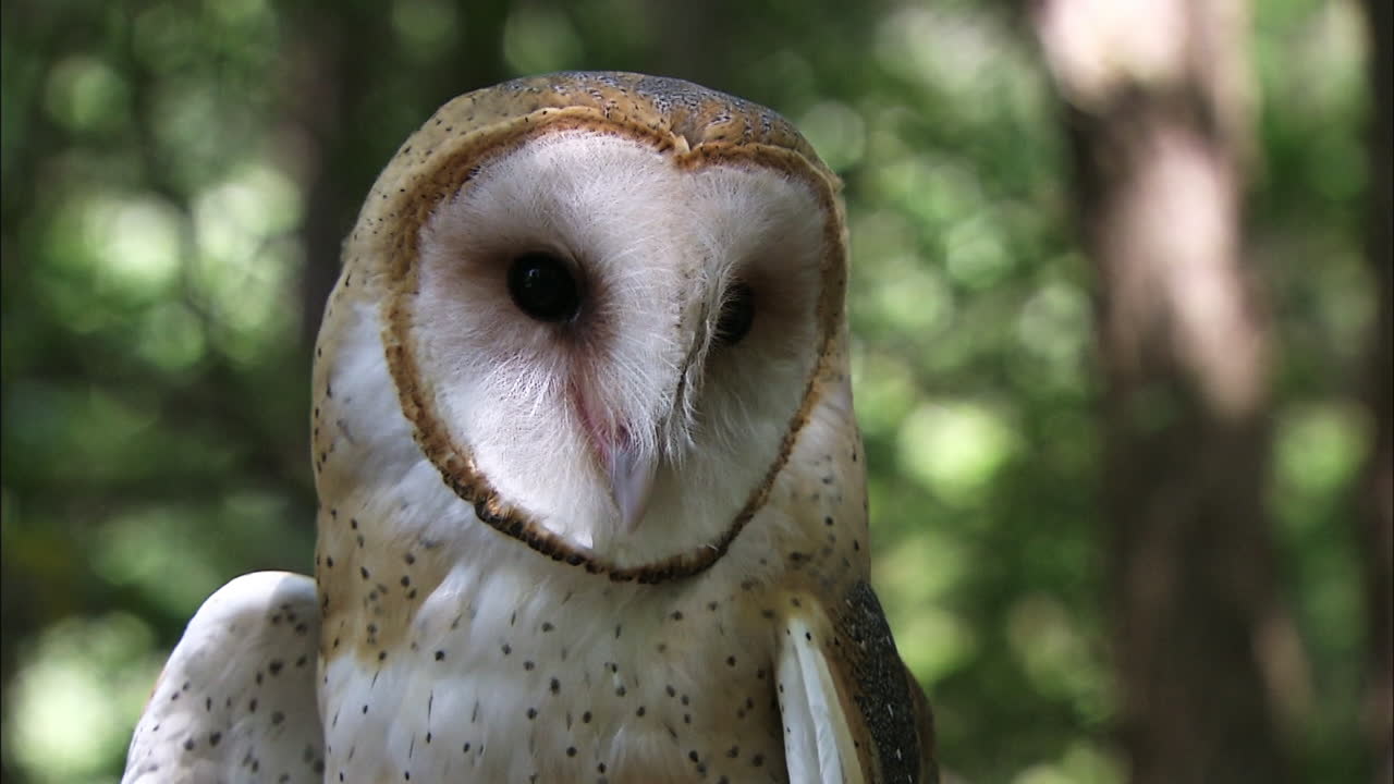 타이트 샷 헛간 올빼미 얼굴