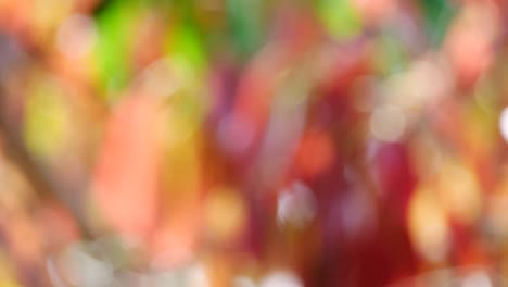 el fondo y el bokeh