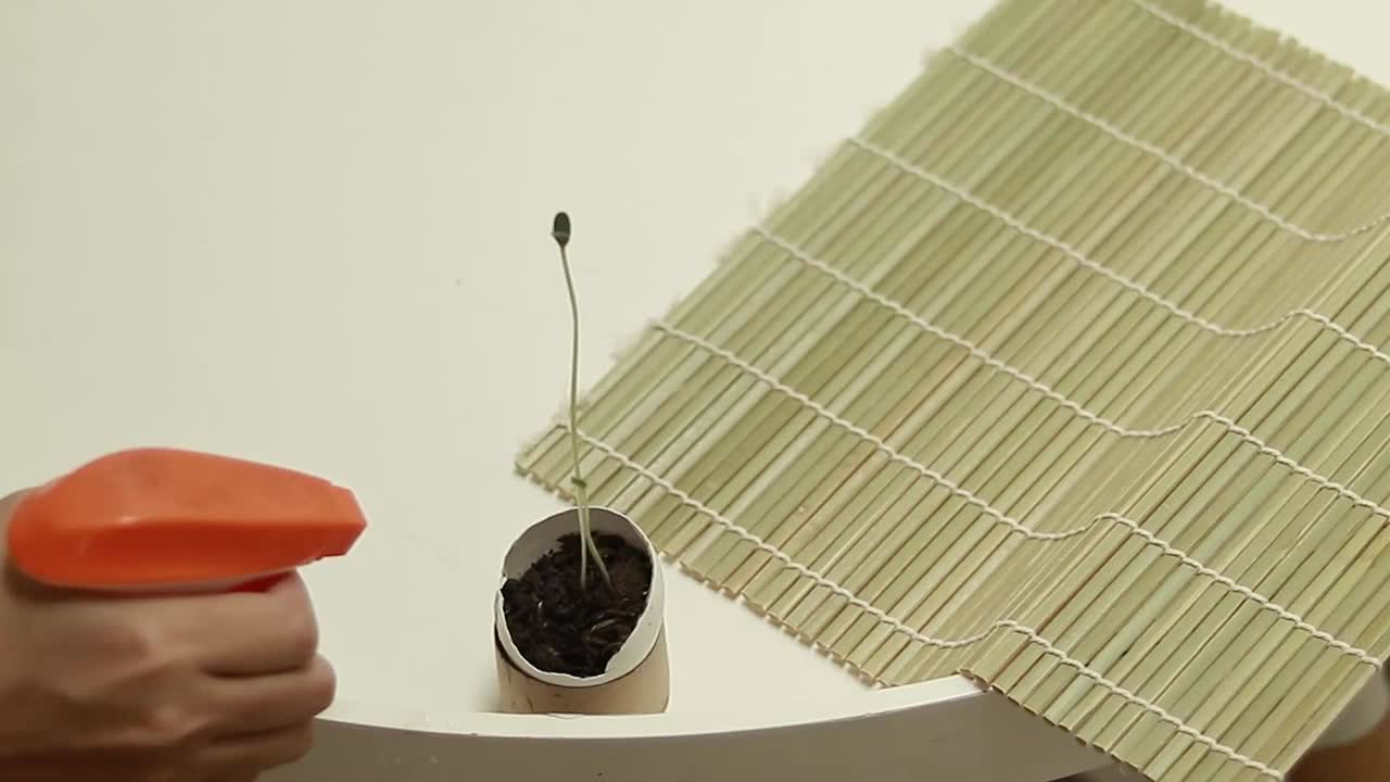 Close up to a melon seedlings growing inside an eggshell seed starter container being sprayed with water, creative zero waste sustainable organic gardening idea