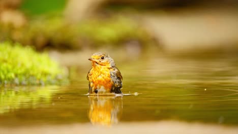 El-Petirrojo-Europeo-En-El-Bosque-De-Frisia,-Países-Bajos,-Agita-Las-Alas-Mientras-Se-Sienta-En-Un-Charco-De-Agua-Poco-Profundo-Que-Se-Eleva