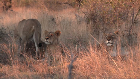 small group of female lions relaxing in the grass