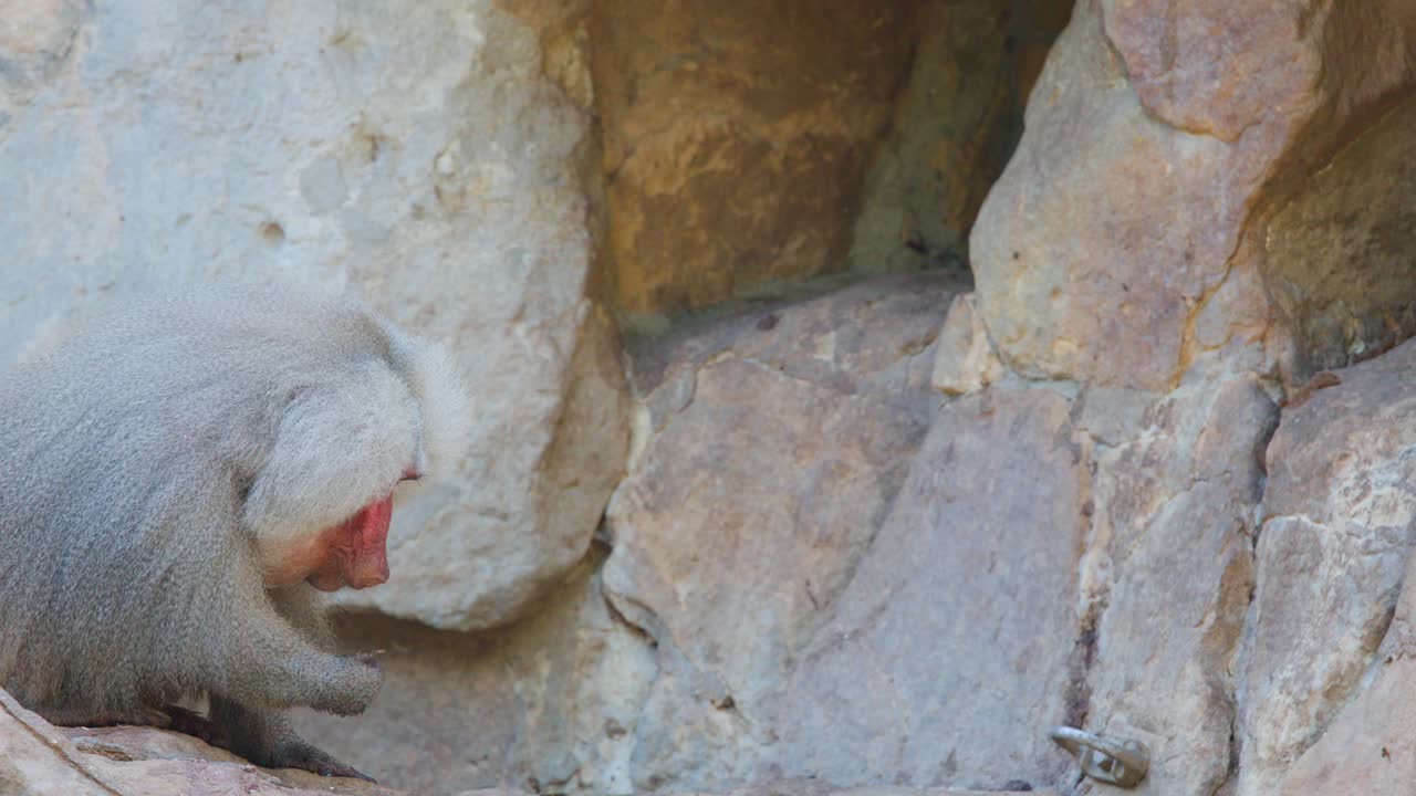 Male hamadryas baboon briefly interacts with juvenile, then sits alone on sunlit rocky surface