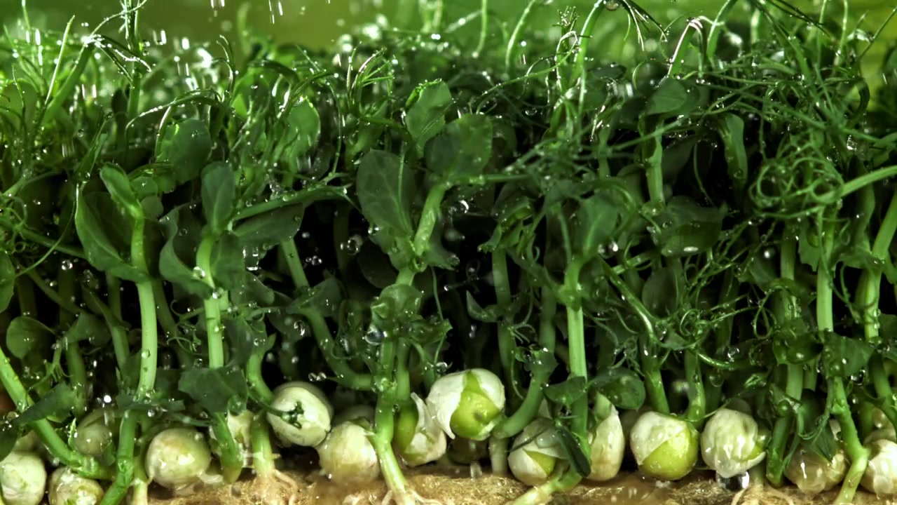 Gocce d'acqua che cadono su micro-ortaggi freschi di pisello verde