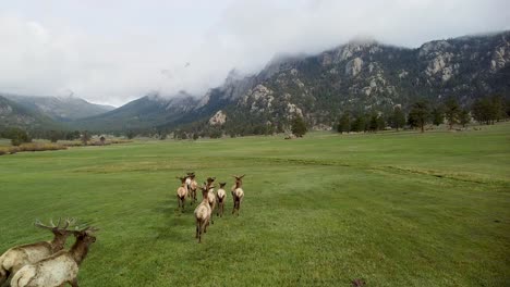 aerial follow of elk herd running in green pasture with mountains, colorado rocky mountain wilderness