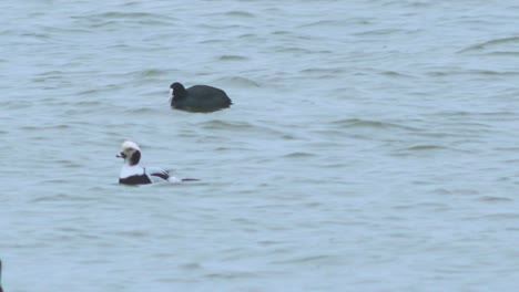 Long-tailed-ducks-flock-swimming-in-water-and-looking-for-food,-overcast-day,-distant-medium-shot