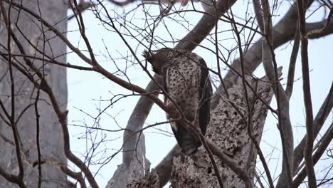 Mirando-Hacia-Atrás-Sobre-Su-Ala-Derecha-Y-Luego-Comienza-A-Acicalarse,-Búho-Real-De-Vientre-Manchado-Ketupa-Nipalensis,-Tailandia