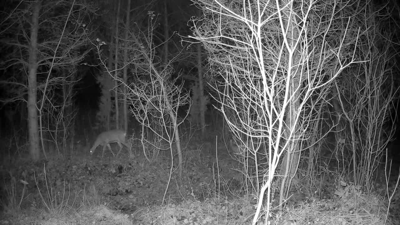 ciervos (capreolus capreolus) en el bosque por la noche. saaremaa, estonia.