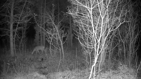 roe deers (capreolus capreolus) in the forest at night. saaremaa, estonia.