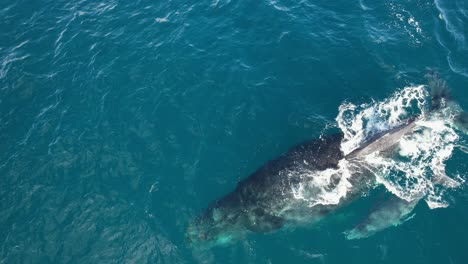 Humpback-Whales-Mother-And-Calf-Relationship---Whale-Watching-In-NSW,-Australia