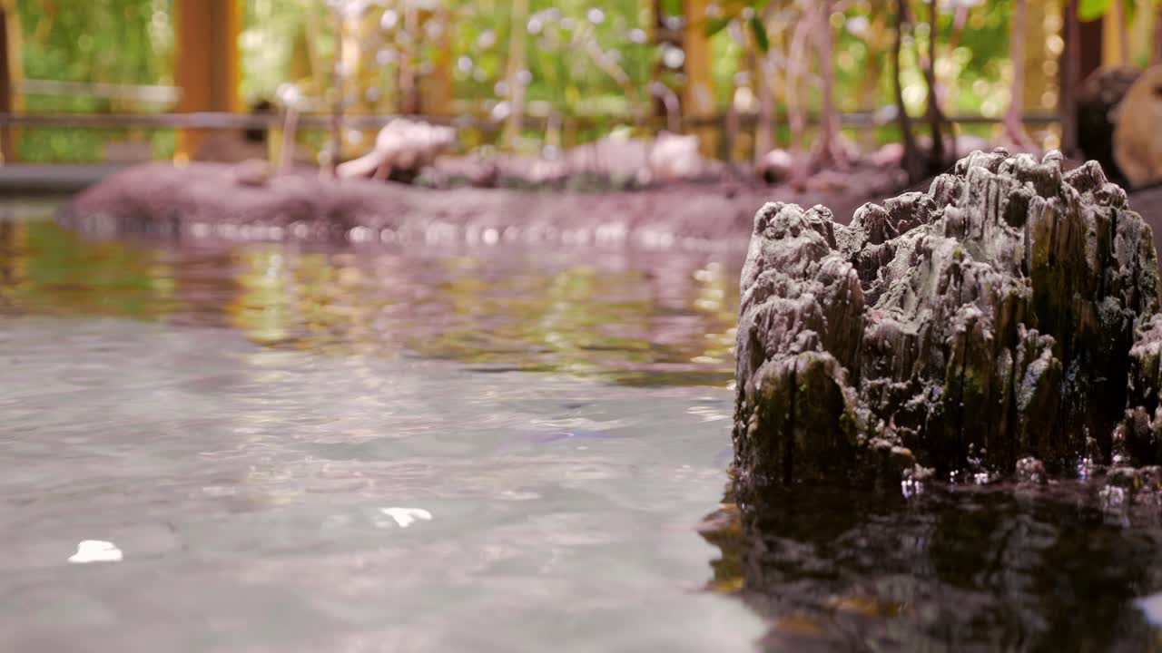 Extreme long shot of a rock in a tank with water, capturing people walking by in the blurred background