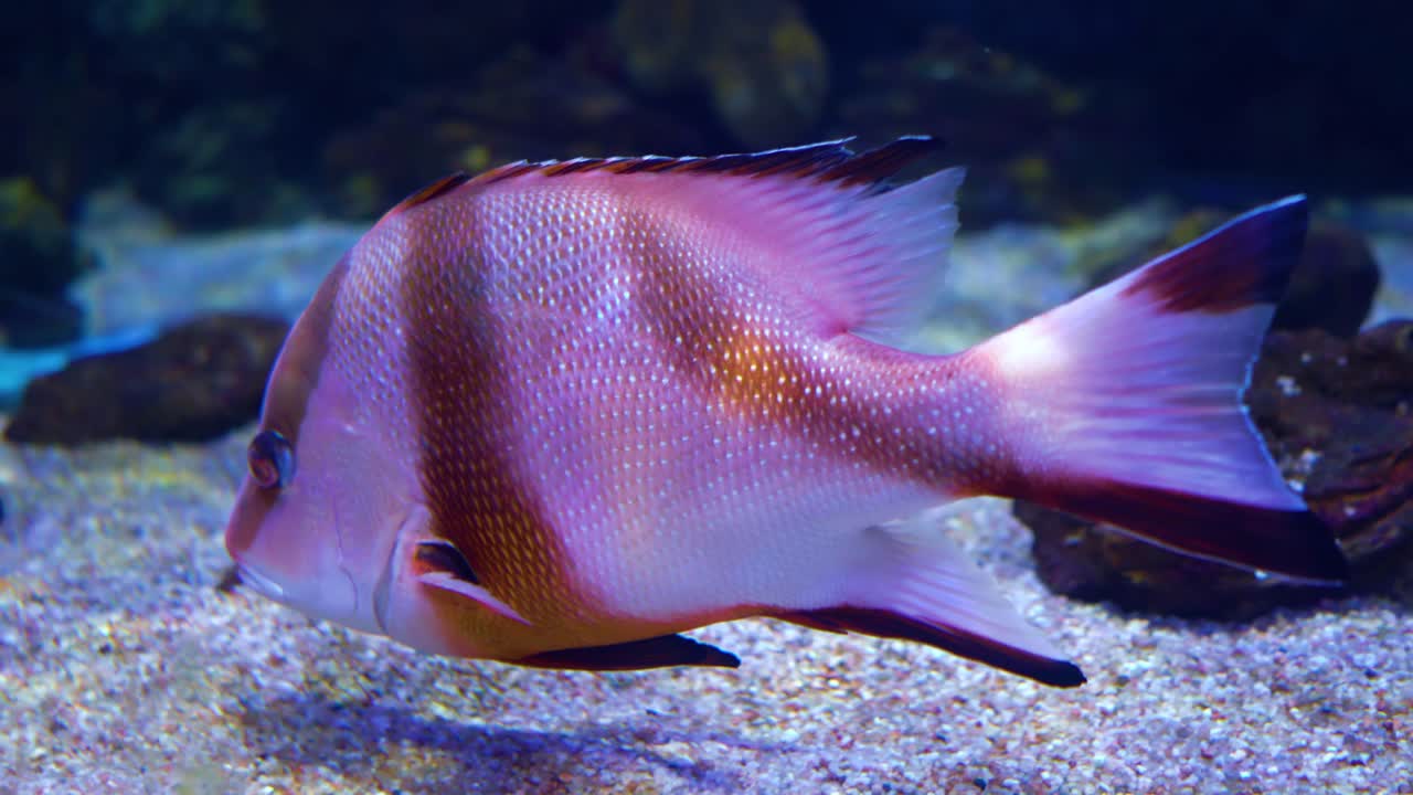 Premium stock video - Lutjanus sebae, the emperor red snapper, is a ...