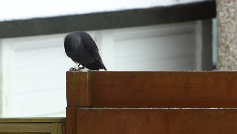 blackcrow eating bread on top of fence while snowing