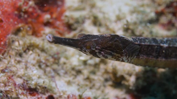 Un video di un pesce ago in una corrente oceanica filmato durante un'immersione subacquea su una barriera corallina tropicale