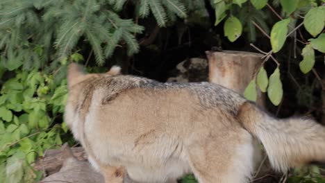 El-Lobo-(Canis-Lupus),-También-Conocido-Como-Lobo-Gris,-Es-El-Miembro-Más-Grande-De-La-Familia-Canidae.-Los-Lobos-Son-El-Miembro-Salvaje-Más-Grande-De-La-Familia-De-Los-Perros.