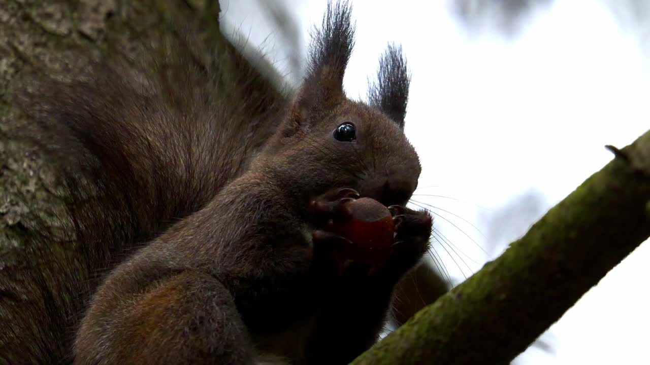 primer plano de una ardilla roja comiendo comida en la rama de un árbol