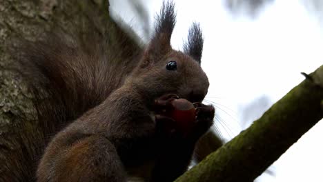 Closeup Of Red Squirrel Eating Food On Tree Branch