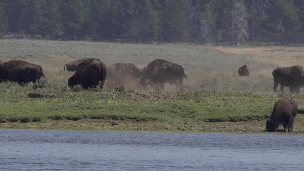 manada de bisontes por río, parque nacional de yellowstone