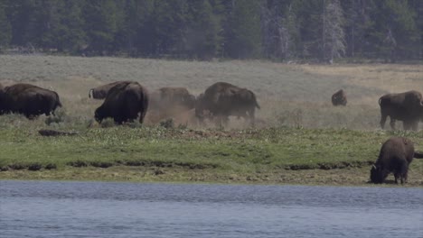 bison herd by river, yellowstone national park