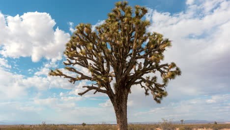 clouds cross the sky in different directions above a joshua tree in the mojave desert - static time lapse