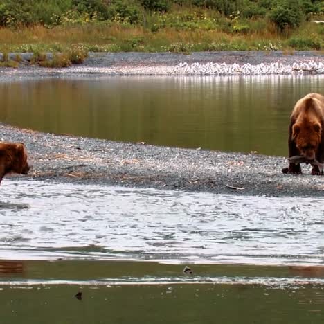 Adult-Kodiak-Bears-(Ursus-Arctos-Middendorffi)-Fish-In-A-Creek-Nwr-Alaska-2007