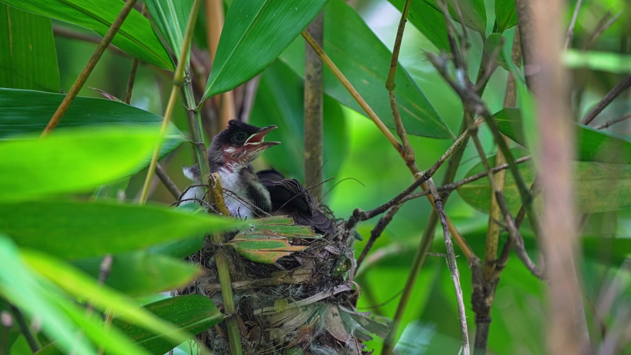 Red-whiskered Bulbul Chicks At Nest In The Forest. - closeup shot