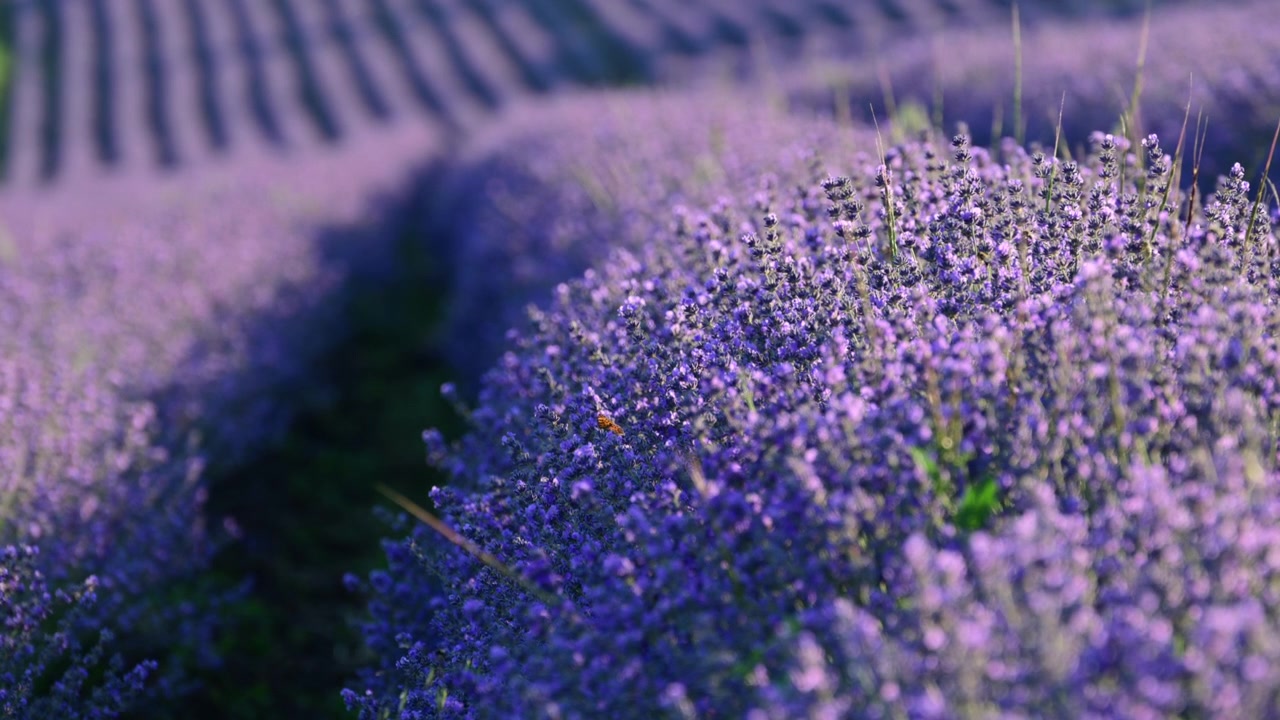Lavanda viola in fiore disposta in filari in un vasto campo agricolo sotto il sole estivo