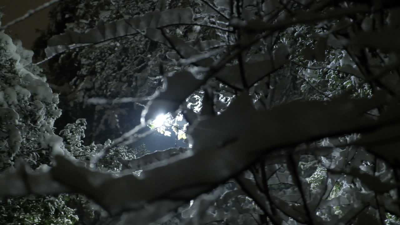 деревья со снегом в замедленной съемке