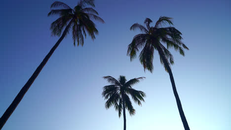 coconut palm tree with beautiful sky and copy space