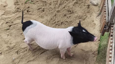 black and white pig in sand