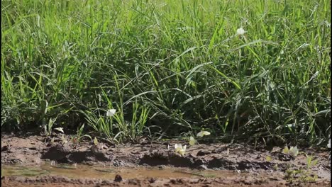 mariposas en un campo de hierba cerca de un camino de tierra
