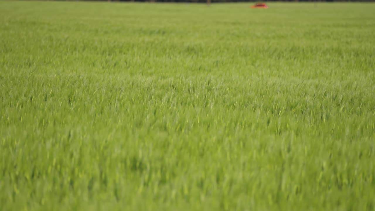 농장 들 에서  ⁇ 고 녹색 으로 익는 밀