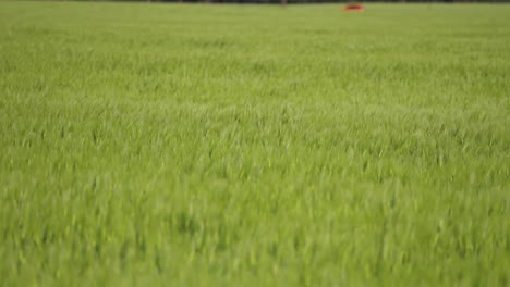 lush green ripening wheat on the farm field