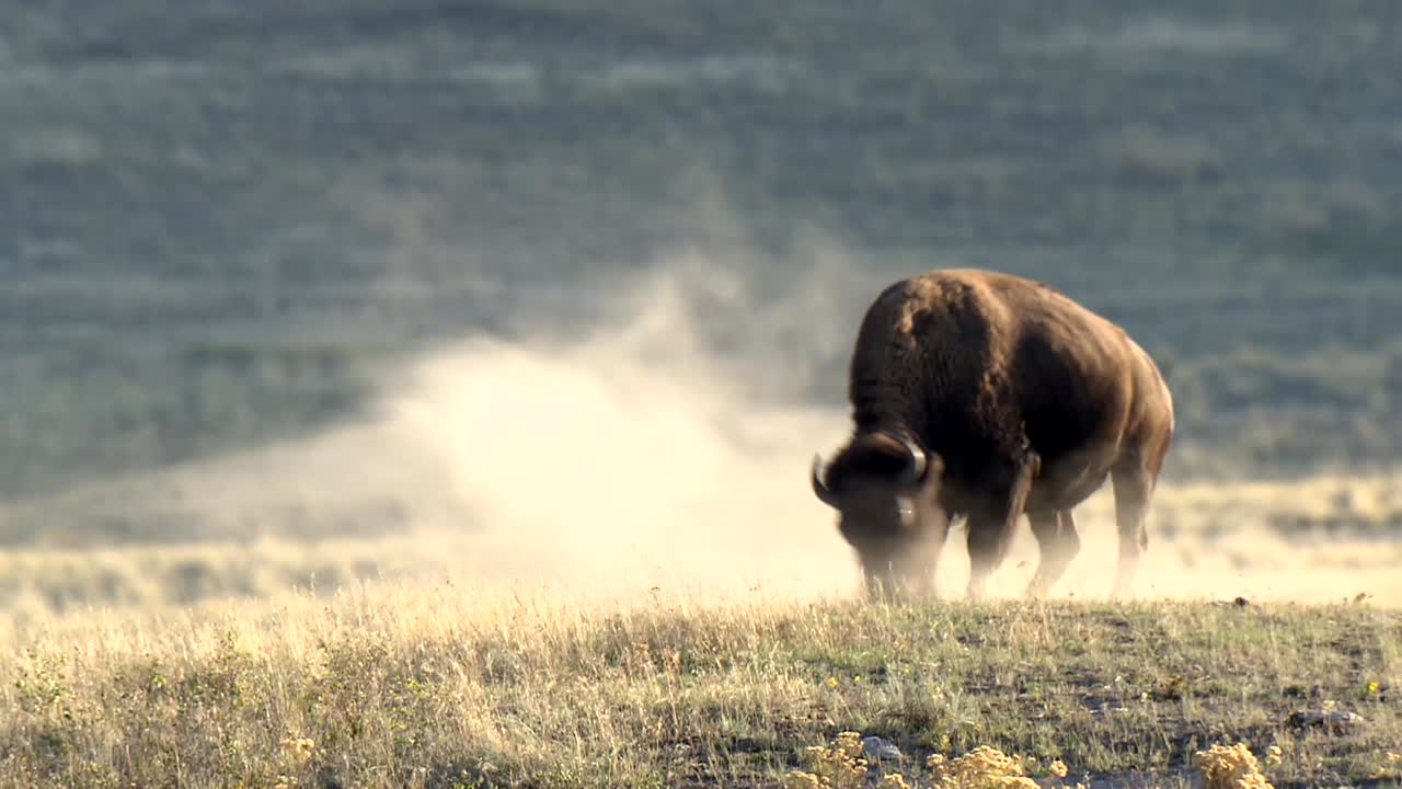 un joven bisonte americano (bison bison) jugando en la montaña de roca de tierra borrego cimarrón (ovis canadensis) caminando sobre una colina rango nacional de bisontes montana 2015