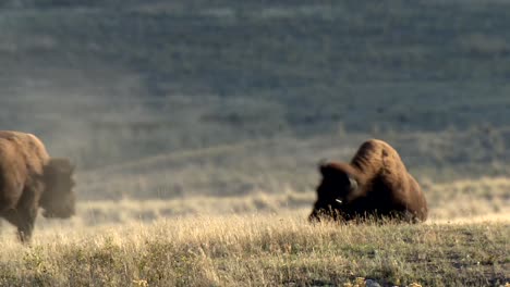 A-Young-American-Bison-(Bison-Bison)-Playing-In-The-Dirt-Rock-Mountain-Bighorn-Sheep-(Ovis-Canadensis)-Walking-On-A-Hill-National-Bison-Range-Montana-2015