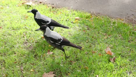 dos magpies caminando juntos en la hierba