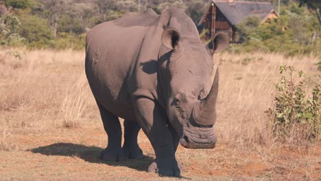 white rhinoceros standing still in african savannah near wooden lodge