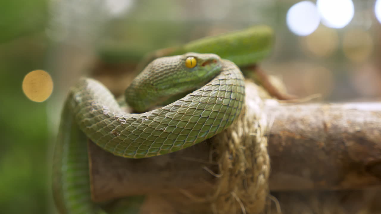 una víbora de pozo de ojos grandes trimeresurus macrops está enrollada en un pequeño tronco y expuesta dentro de un zoológico en bangkok, tailandia