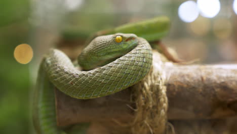 a large-eyed pit viper trimeresurus macrops is coiled on a tiny log and displayed inside a zoo in bangkok, thailand