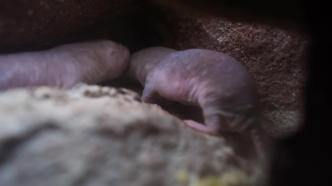 Naked Mole Rats in Underground Tunnel