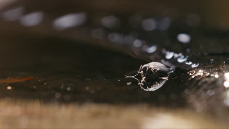 chironomid midge on surface of water