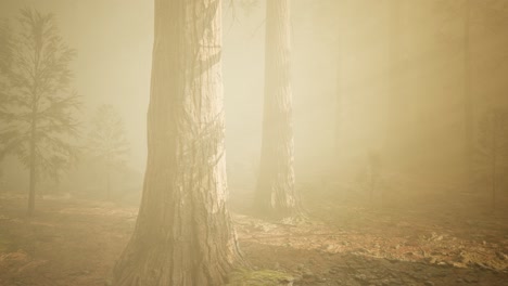 autumn forest and trees in morning fog