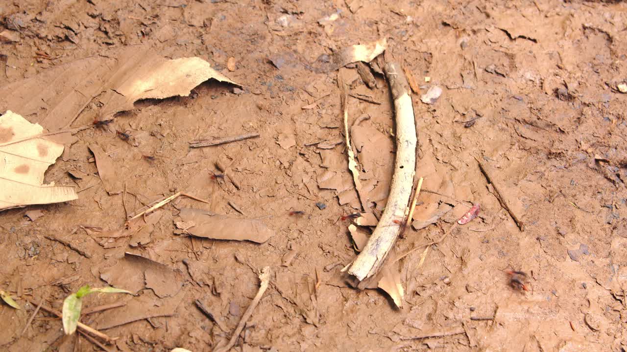 Thousands of Army Ants crawl in unison, overtaking the jungle floor in Peru’s Amazon rainforest.