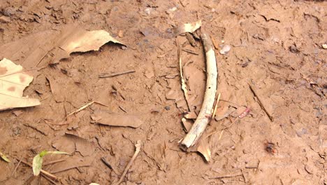 thousands of army ants crawl in unison, overtaking the jungle floor in peru’s amazon rainforest.