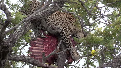 female leopard in tree feeds on carcass in greater kruger national park in south africa