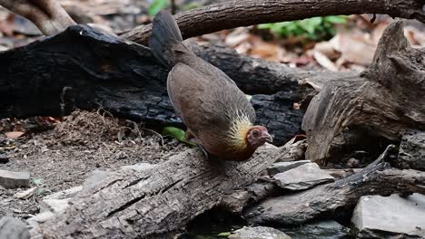 aves de la selva, phasianus gallus