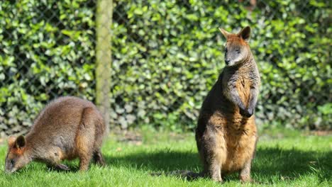 wallabies grazing and standing on grass. closeup