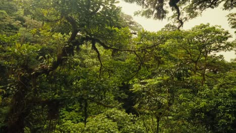 una perspectiva giratoria captura la exuberante vegetación del bosque, simbolizando el concepto de naturaleza prístina