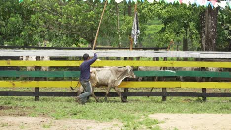 Novillo-De-Vaquero-Luchando-Contra-Una-Vaca-Enorme